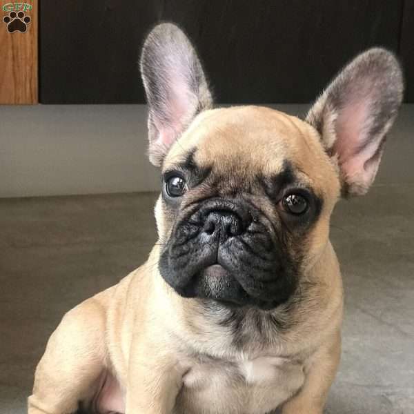 Tanny, French Bulldog Puppy